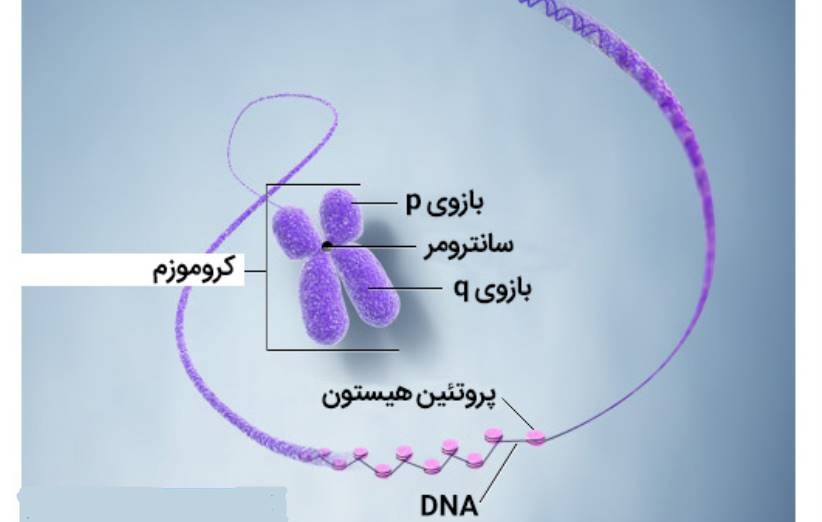 ناهنجاری‌ های کروموزومی چیست؟ آزمایشگاه ژنتیک اصفهان