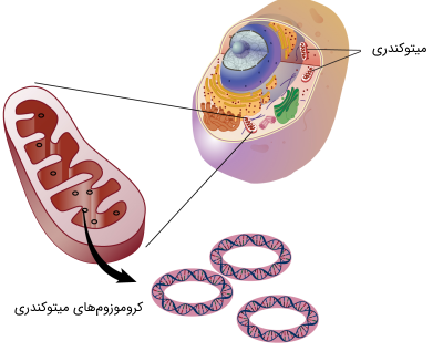 باکتری چند کروموزوم دارد | ژن آزما