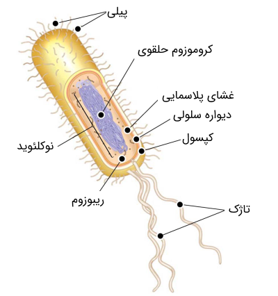 کروموزوم باکتری | آزمایشگاه ژنتیک ژن آزما