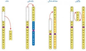 ناهنجاریهای ساختاری چیست؟ | ازمیشگاه ژنیک اصفهان