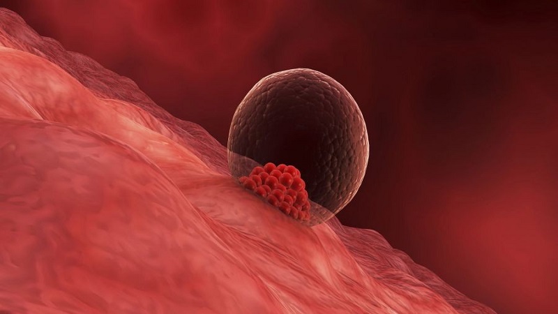 لانه گزینی چیست | مشاوره ژنتیک اصفهان