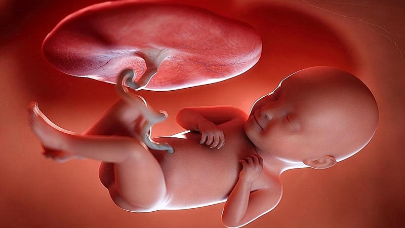 علت عفونت جنین در شکم | آزمایش ژنتیک اصفهان