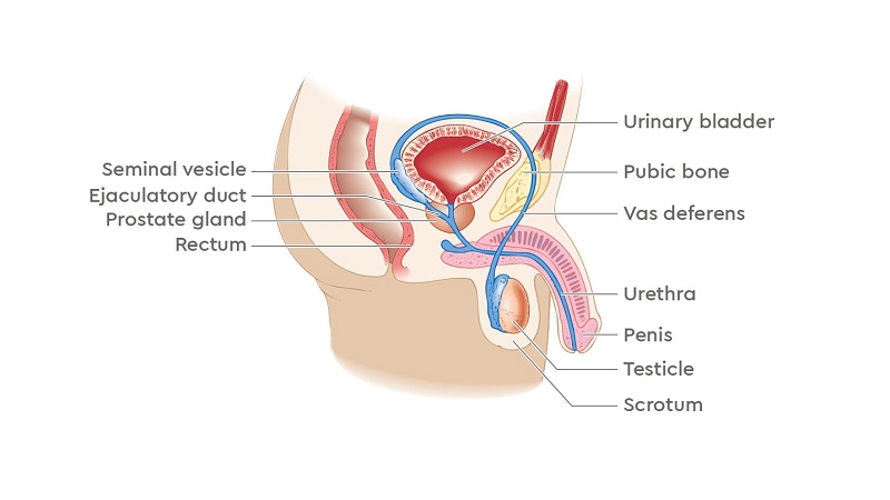 علائم مختلف سرطان پروستات | بهترین آزمایشگاه ژنتیک اصفهان